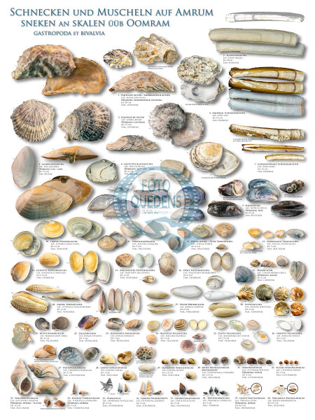 Schnecken und Muscheln auf Amrum - sneken an skalen üüb Oomram (Poster 60x84cm)