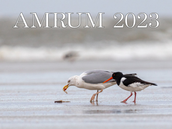 Amrum-Kalender 2023